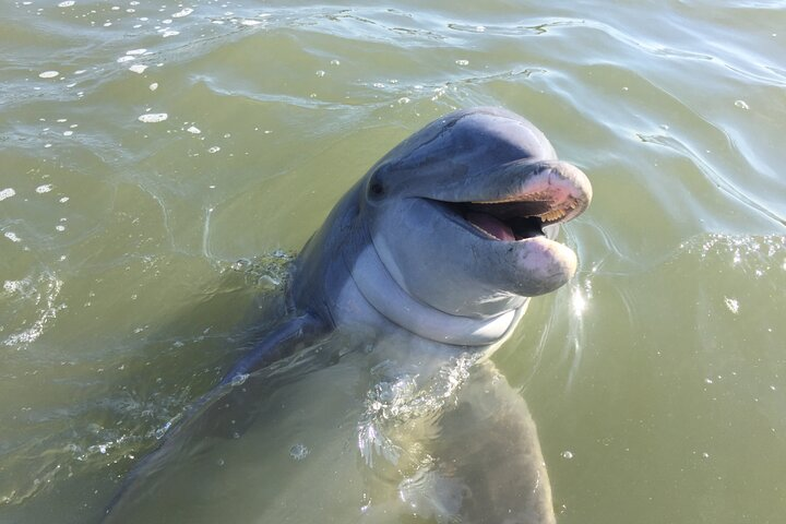 Private Hilton Head Dolphin Tour - Photo 1 of 9